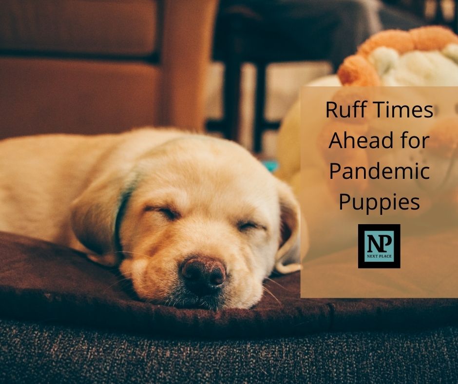 Ruff Times Ahead for Pandemic Puppies