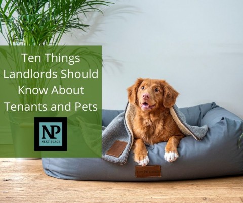 Ten Things Landlords Should Know About Tenants and Pets